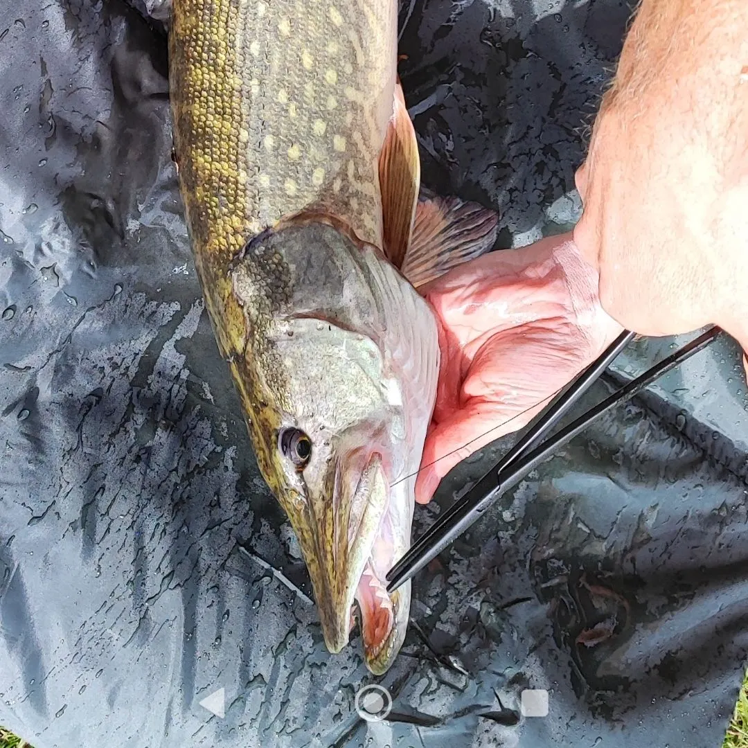 Northern pike caught on Fishbrain
