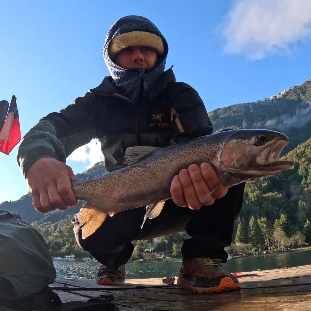 Steelhead caught on Fishbrain