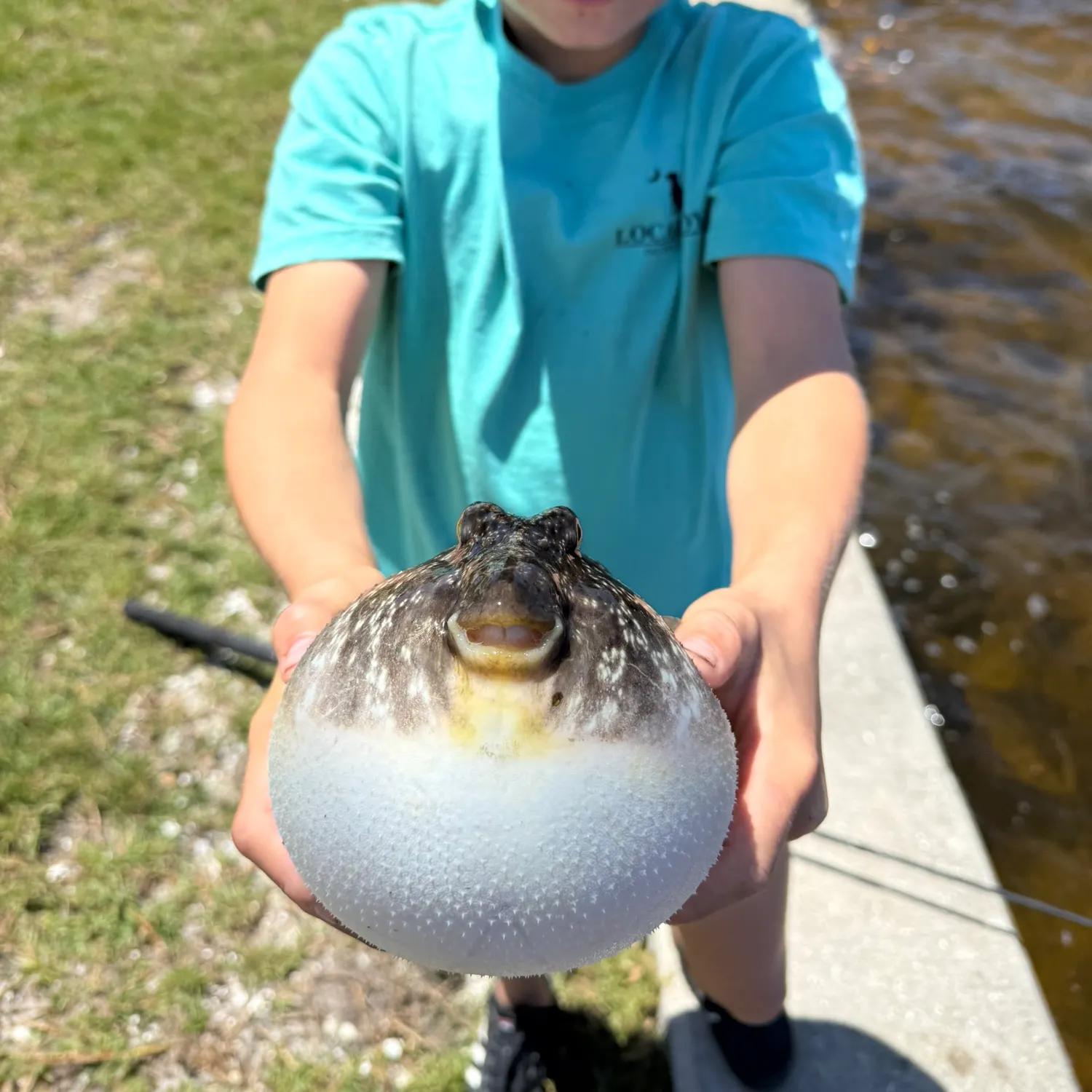 The most recent Evileye pufferfish catches on Fishbrain