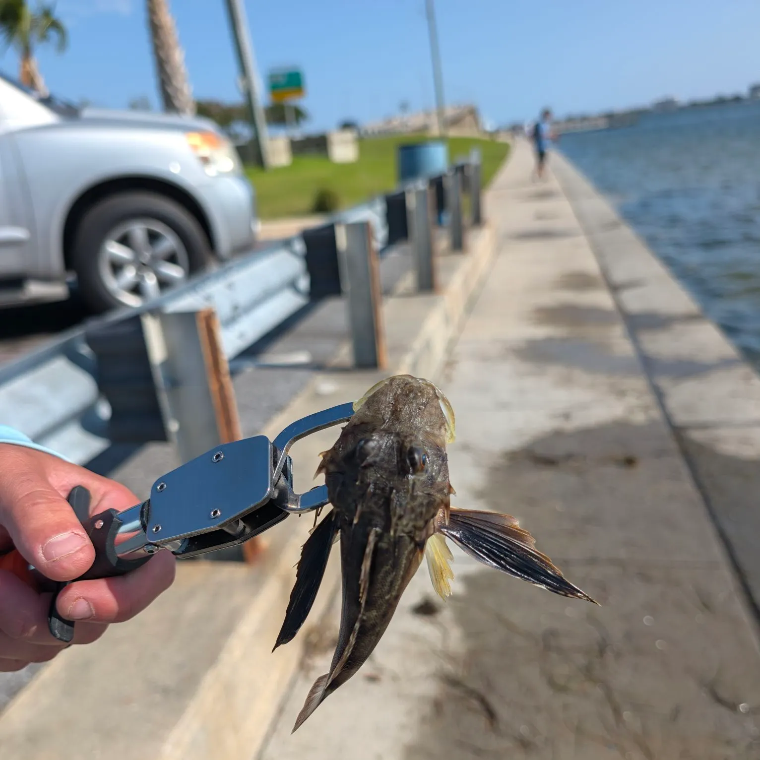 The most recent Striped searobin catches on Fishbrain