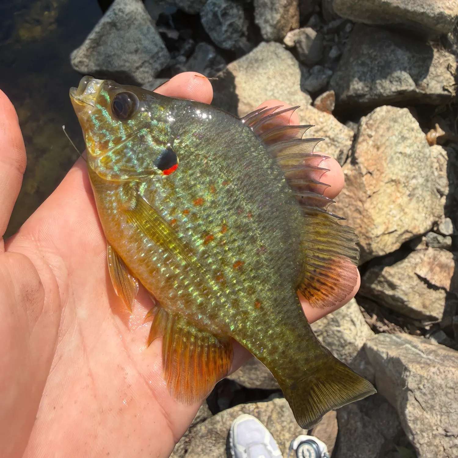 Pumpkinseed caught on Fishbrain