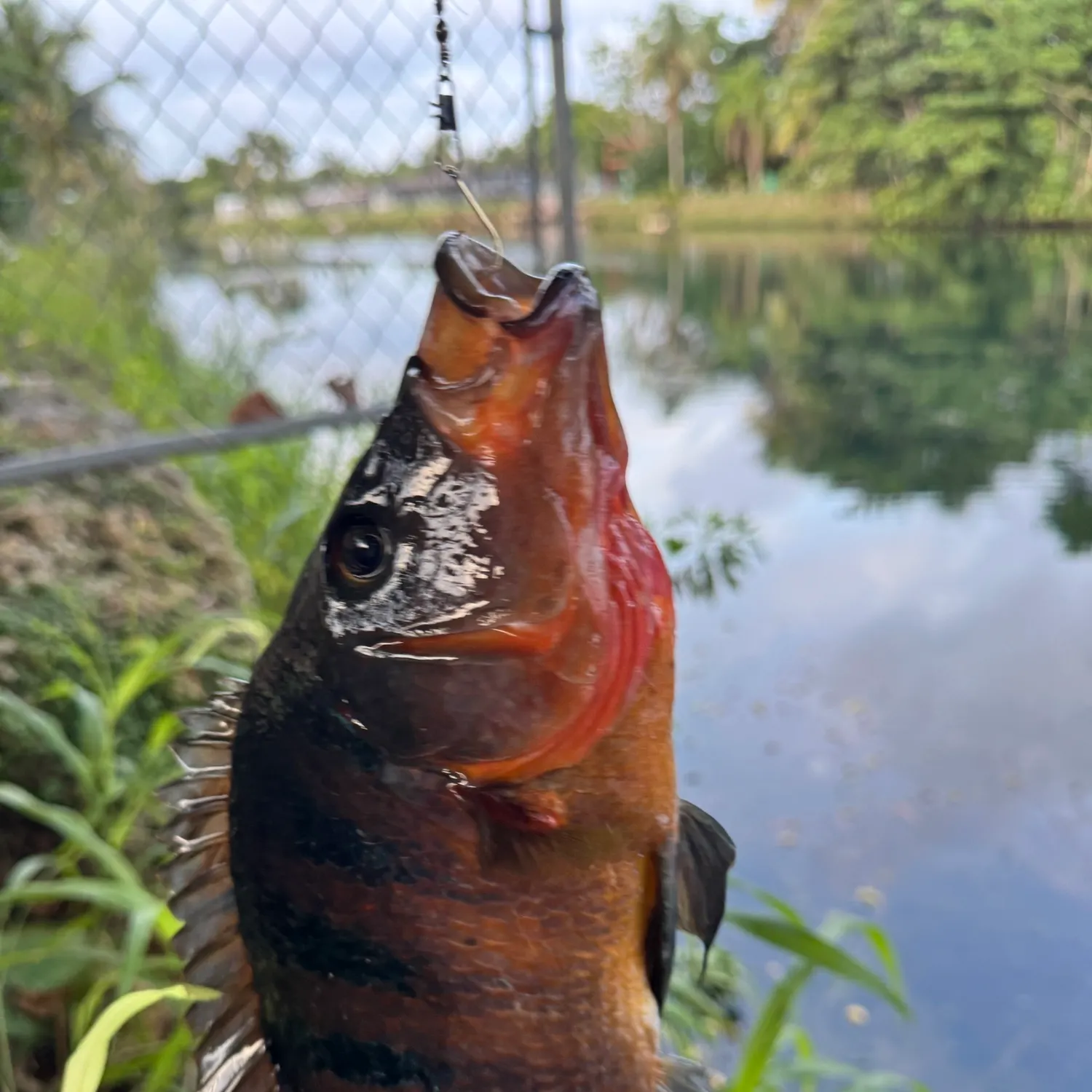 Mayan cichlid caught on Fishbrain
