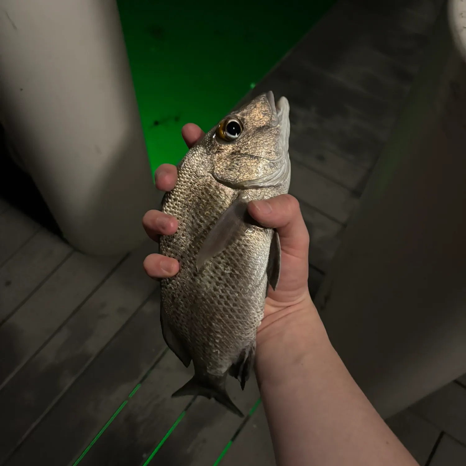 The most recent Jolthead porgy catches on Fishbrain