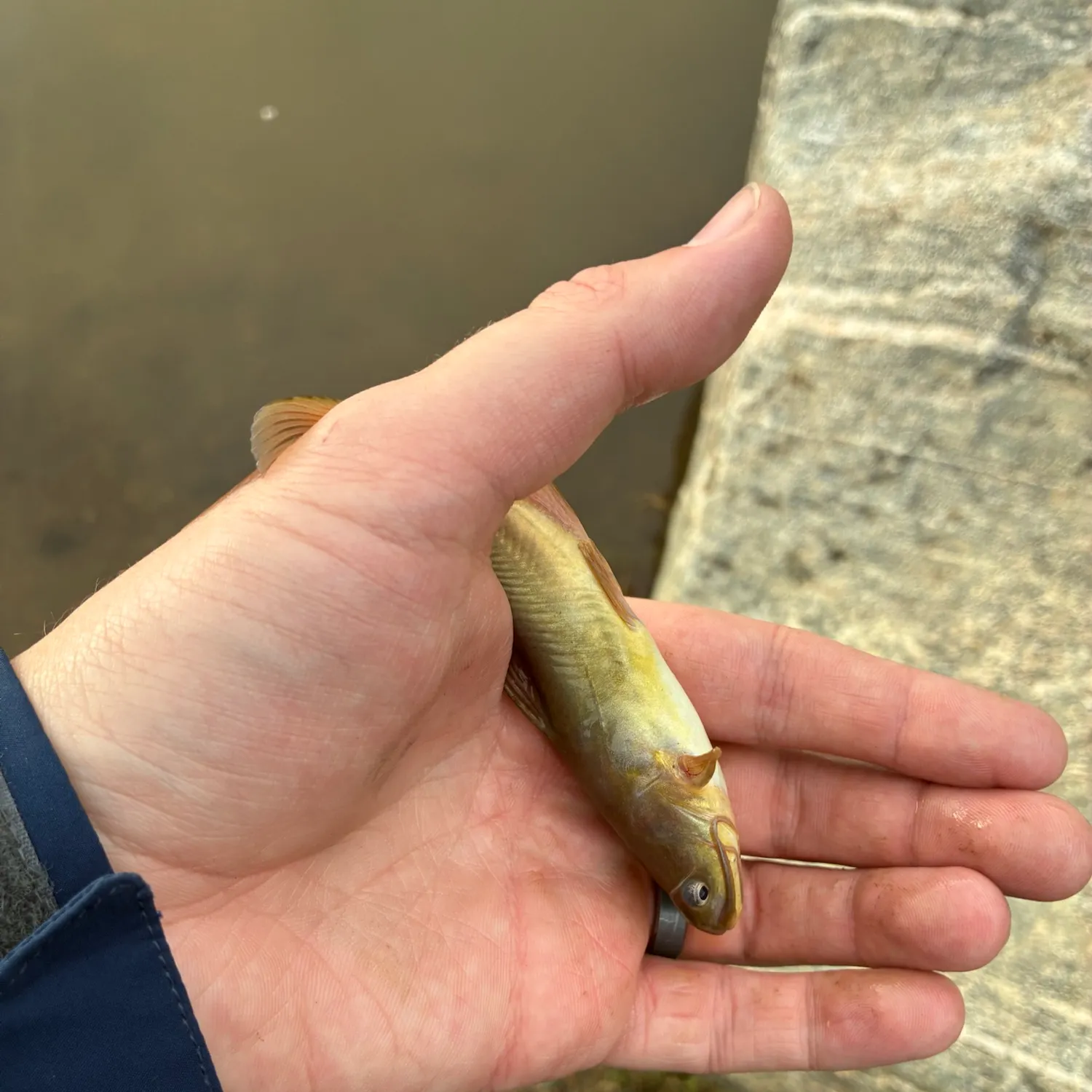 Yellow bullhead caught on Fishbrain