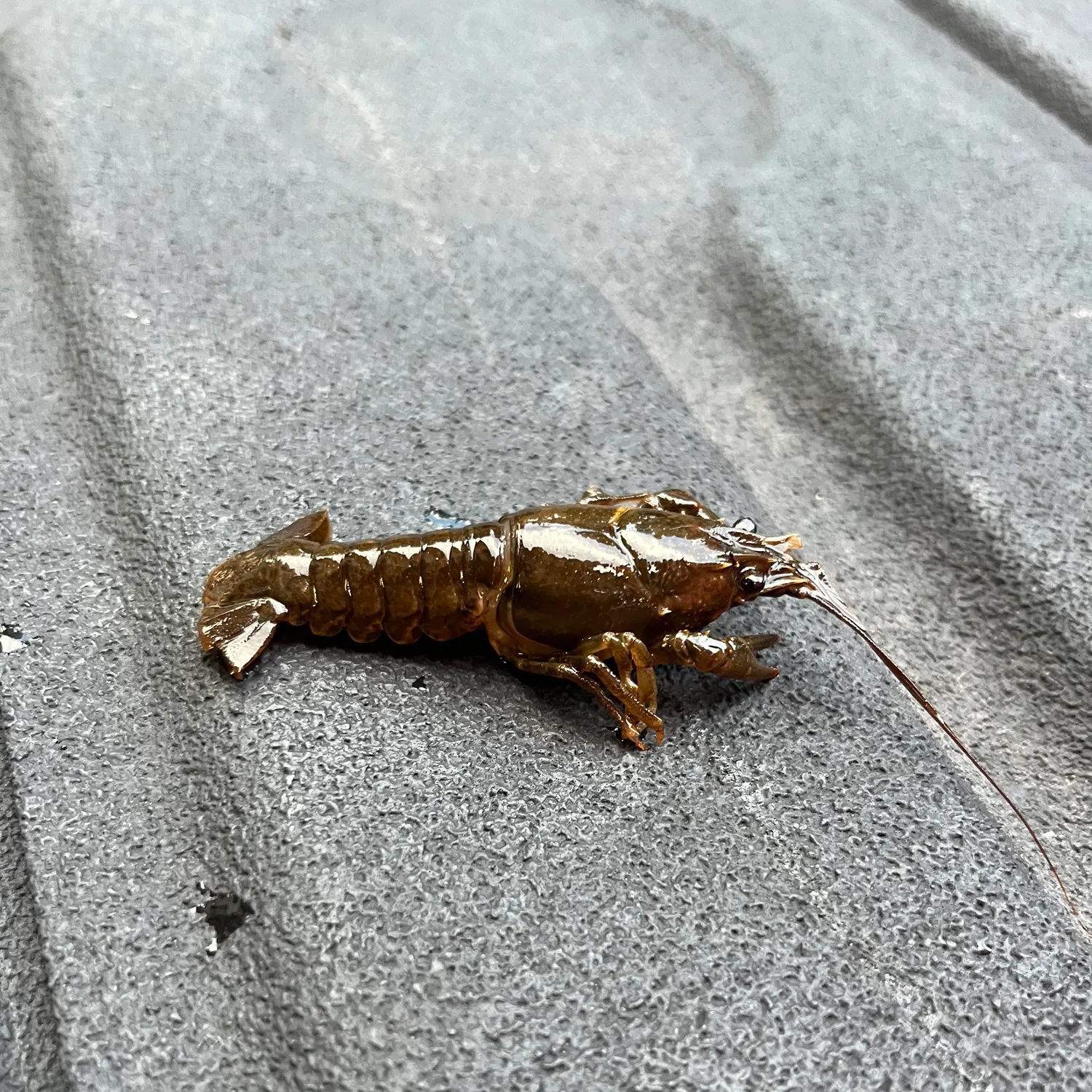 Appalachian brook crayfish caught on Fishbrain