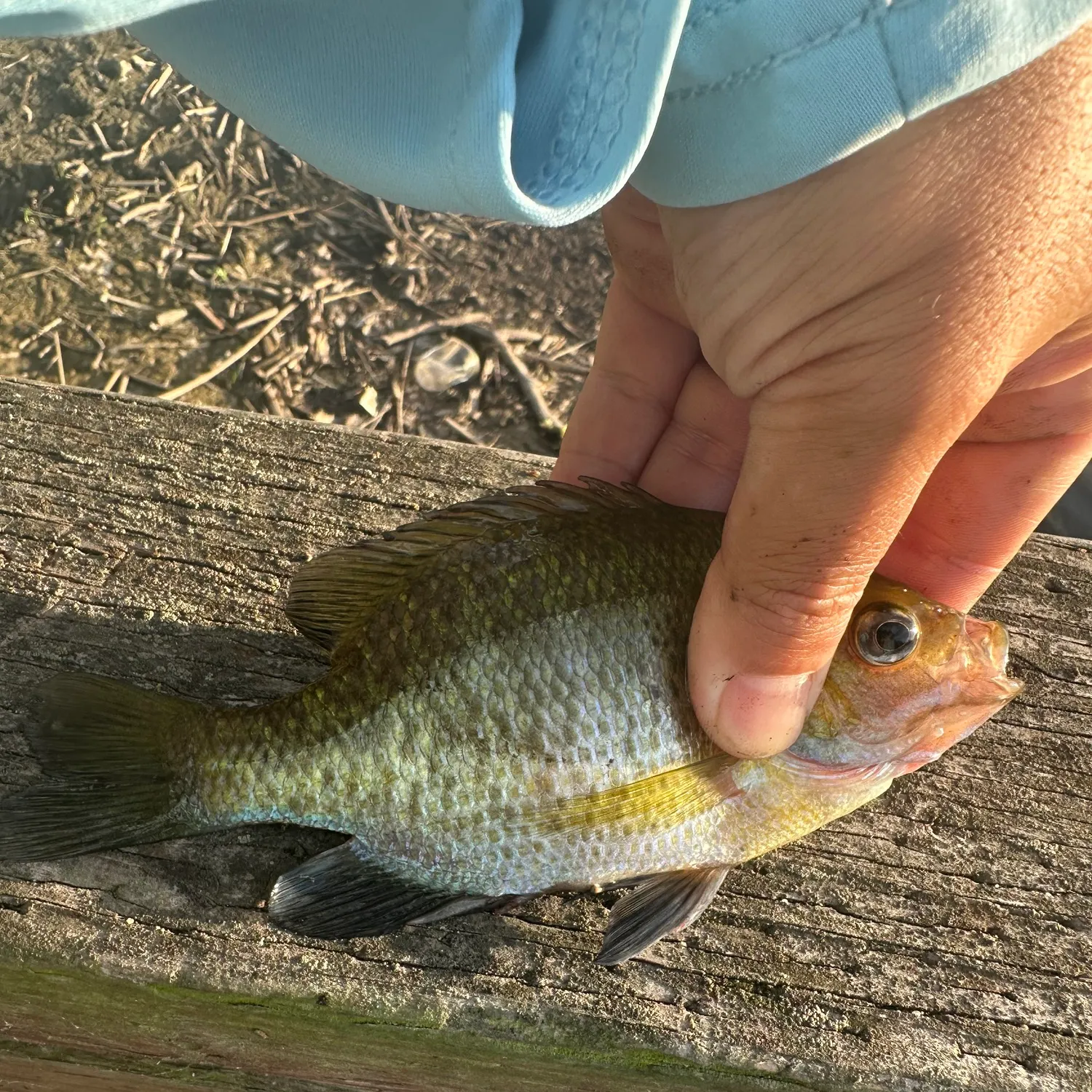 Bluegill caught on Fishbrain