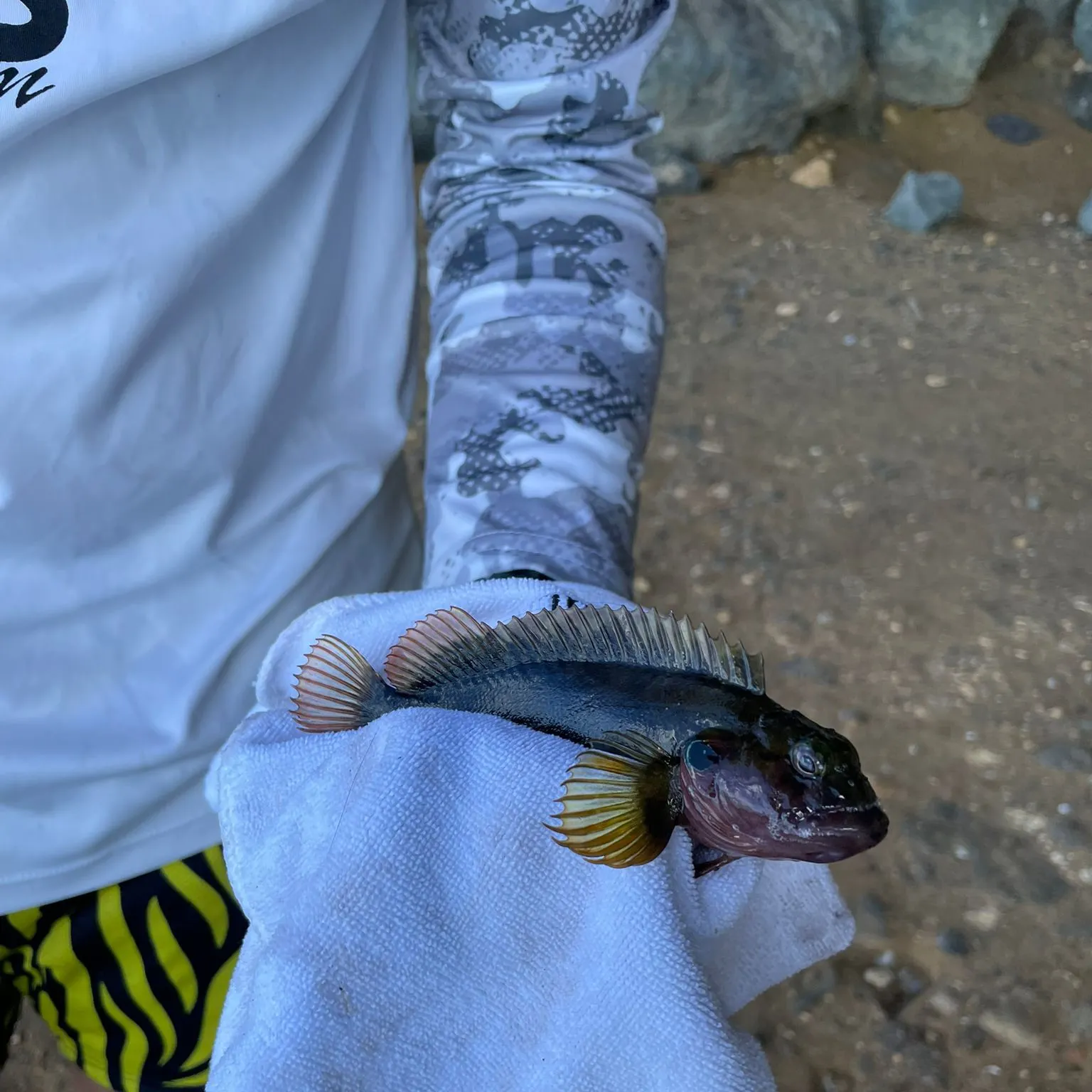 The most recent Grass rockfish catches on Fishbrain