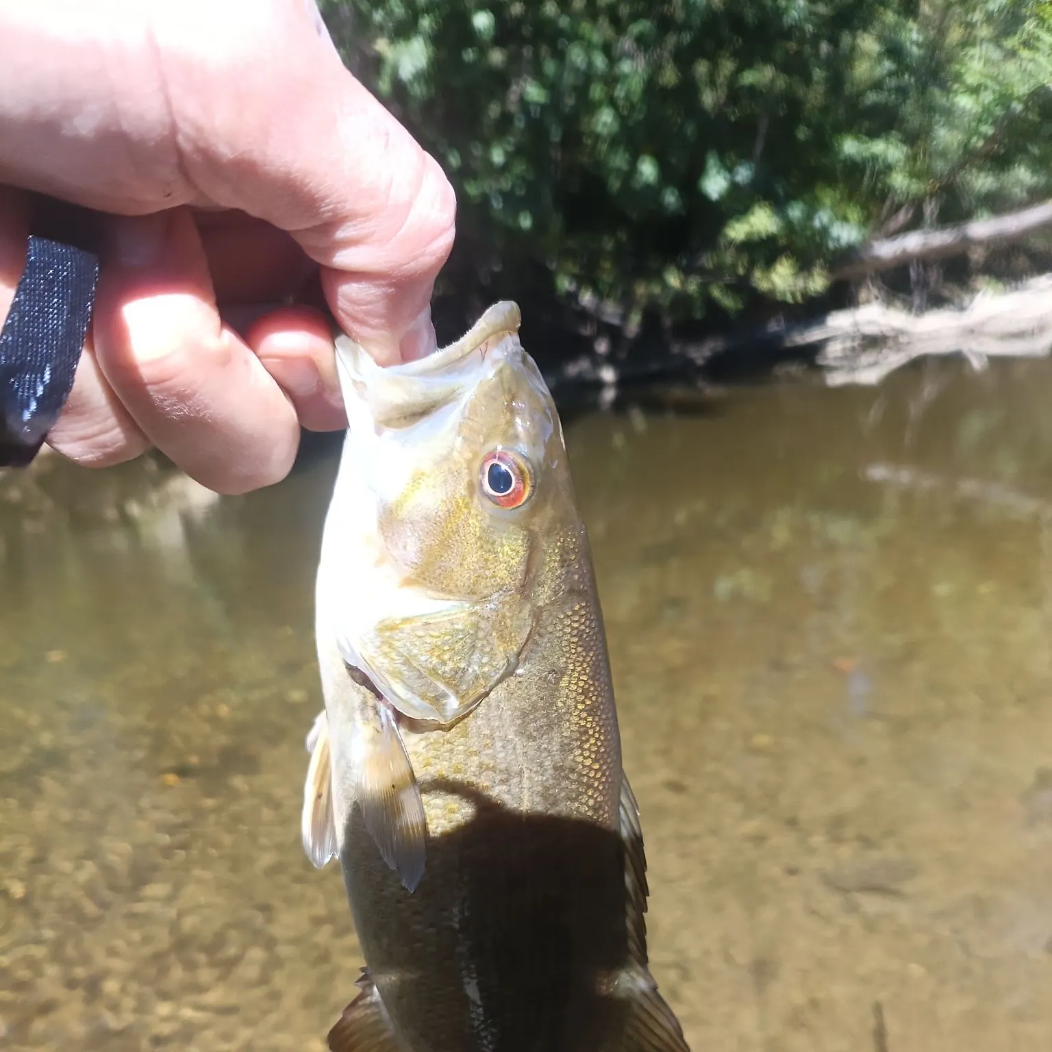 Smallmouth bass caught on Fishbrain