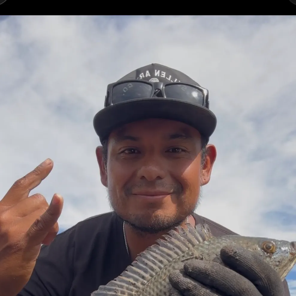 The most recent Nile tilapia catches on Fishbrain