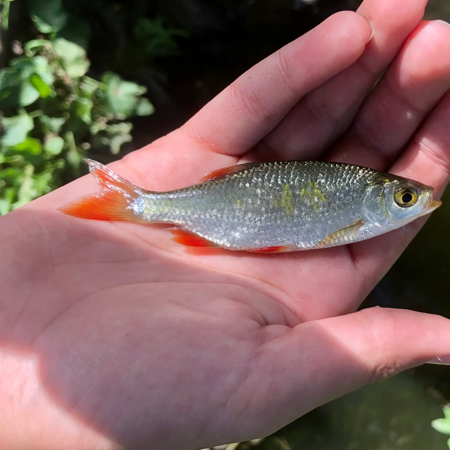 Common rudd caught on Fishbrain