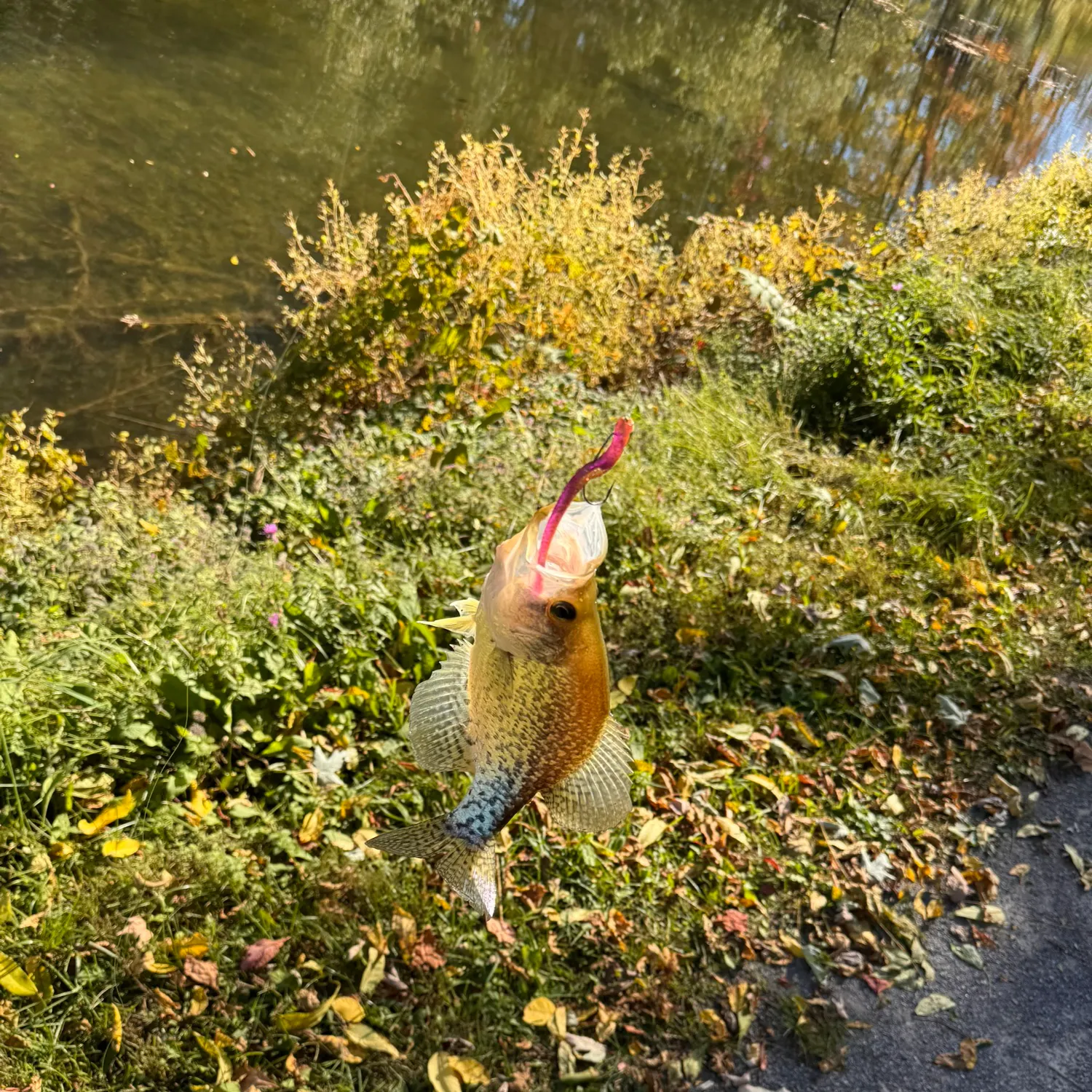 Black crappie caught on Fishbrain