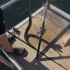 American eel caught on Fishbrain