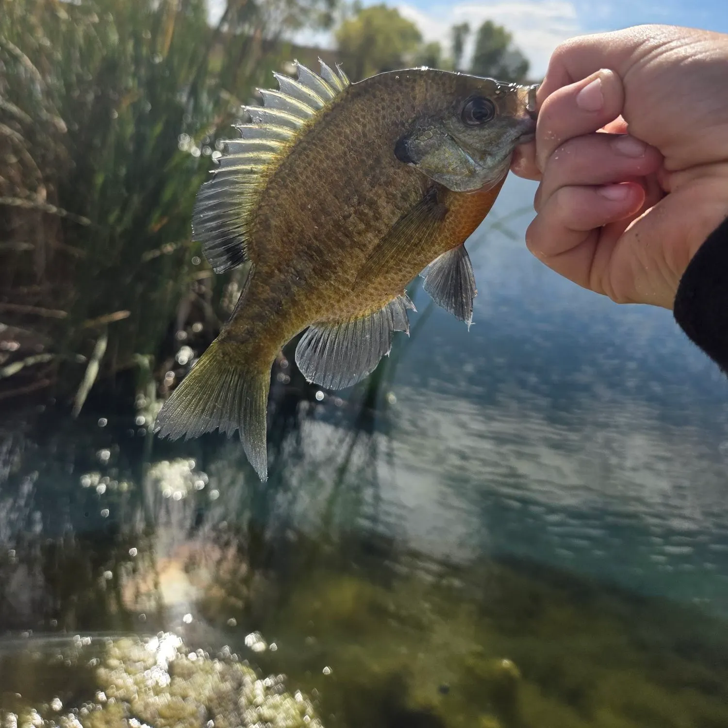 Bluegill caught on Fishbrain