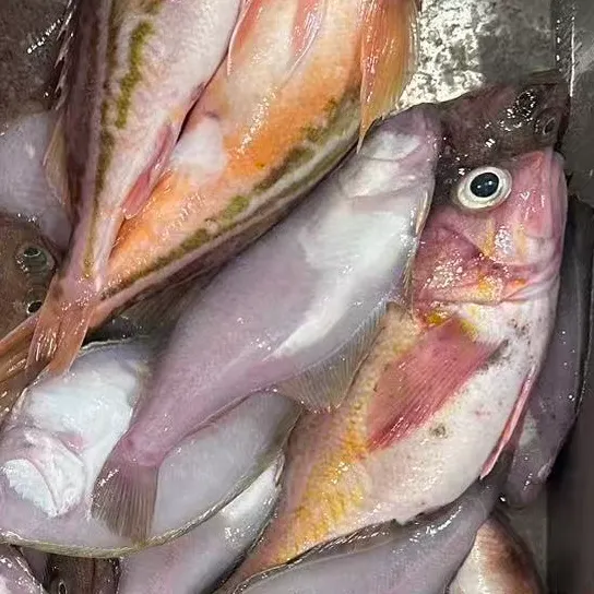 The most recent Greenstriped rockfish catches on Fishbrain