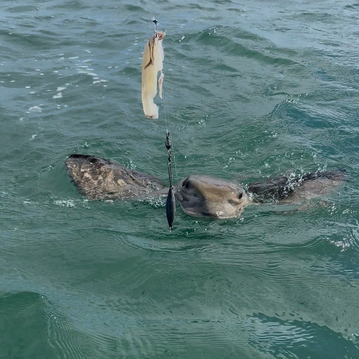 Bat eagle ray caught on Fishbrain