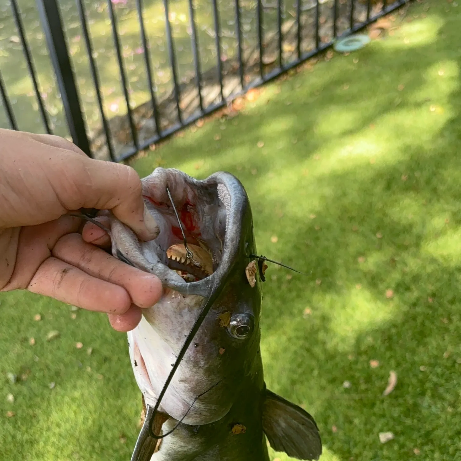 Fish caught on Fishbrain