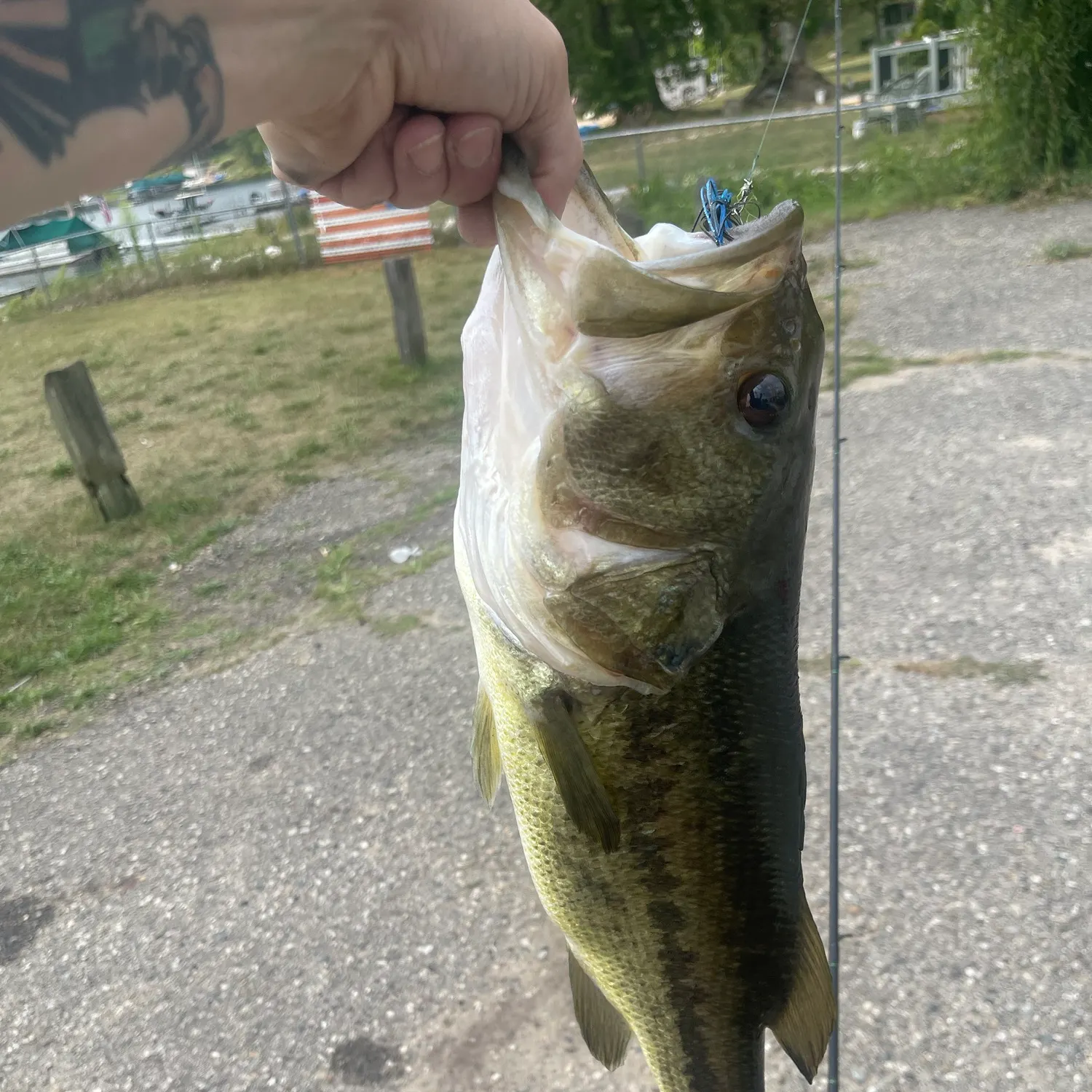 Largemouth bass caught on Fishbrain