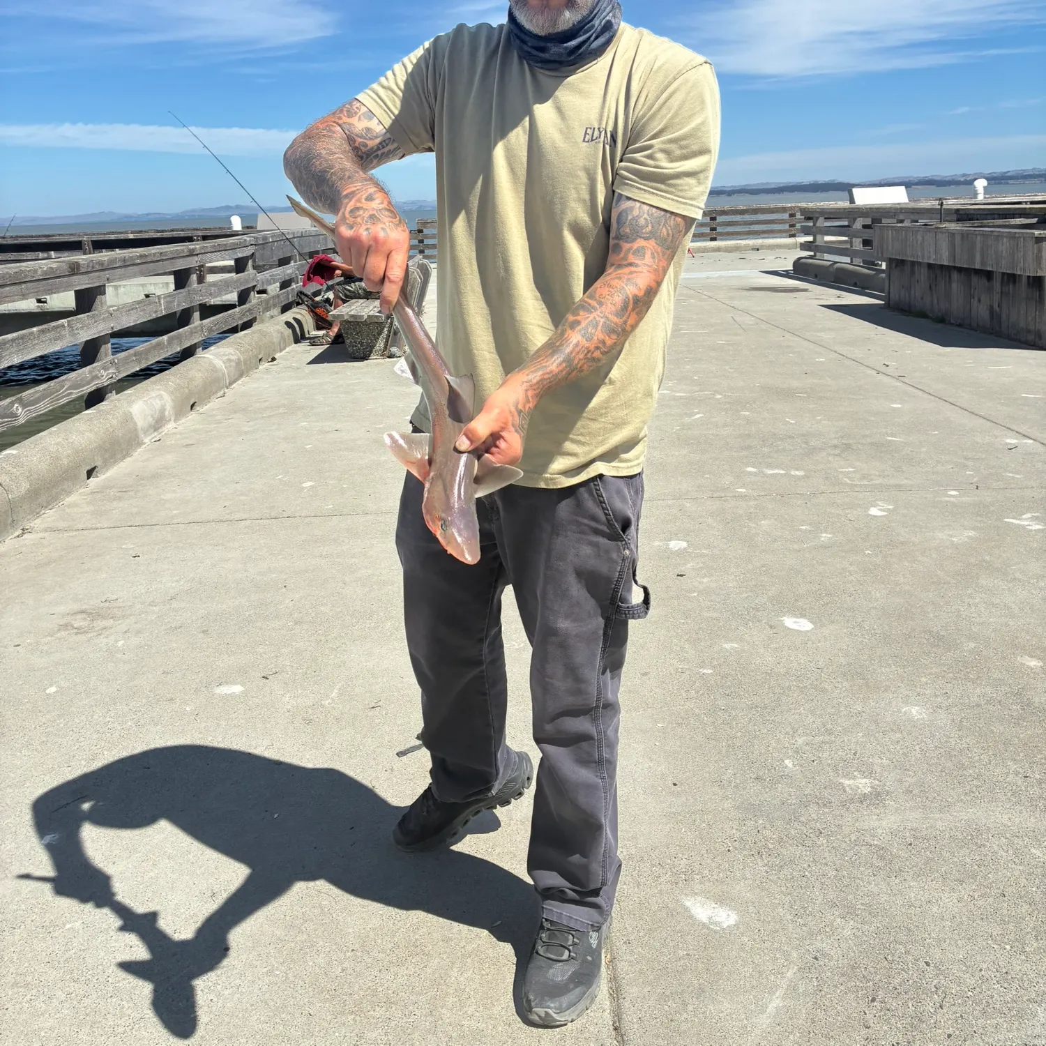 The most recent Brown smooth-hound catches on Fishbrain