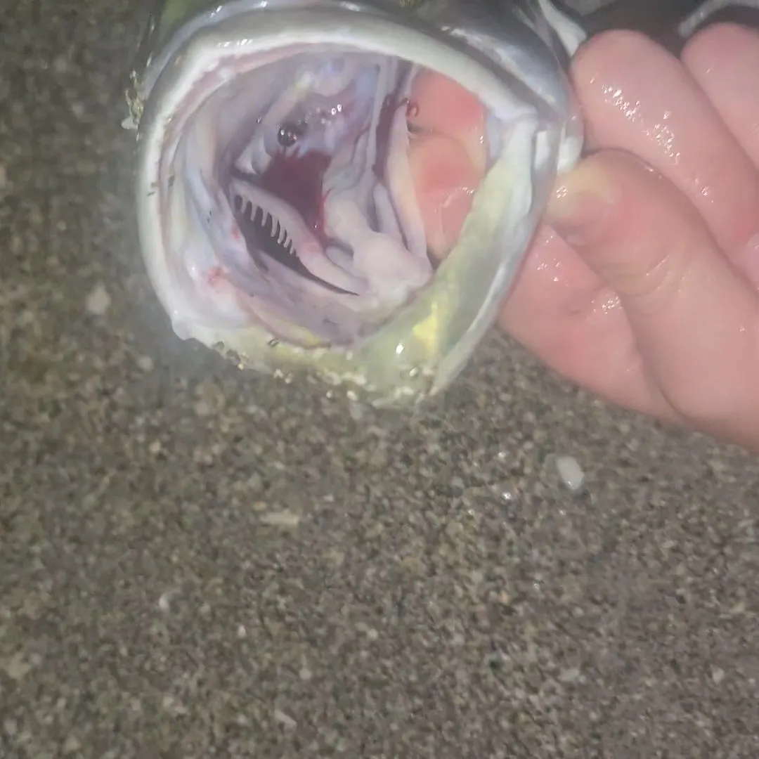 Bluefish caught on Fishbrain