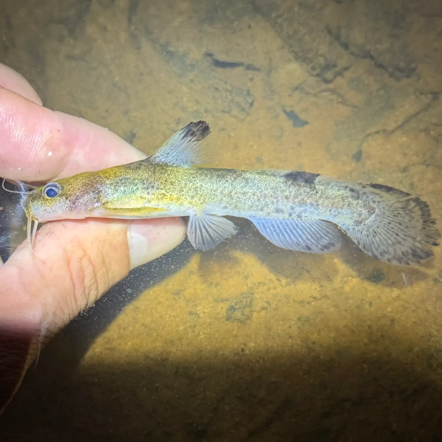 The most recent Brindled madtom catches on Fishbrain