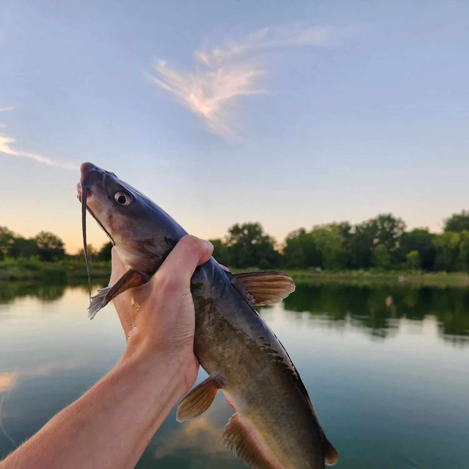 Channel catfish caught on Fishbrain