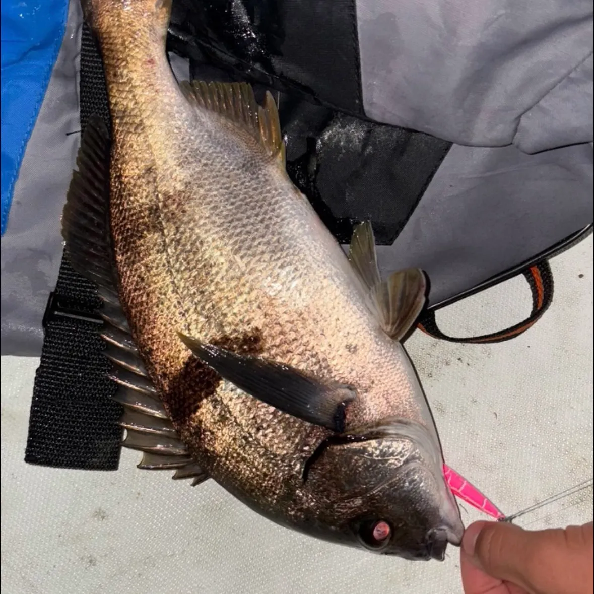 The most recent Sargo catches on Fishbrain