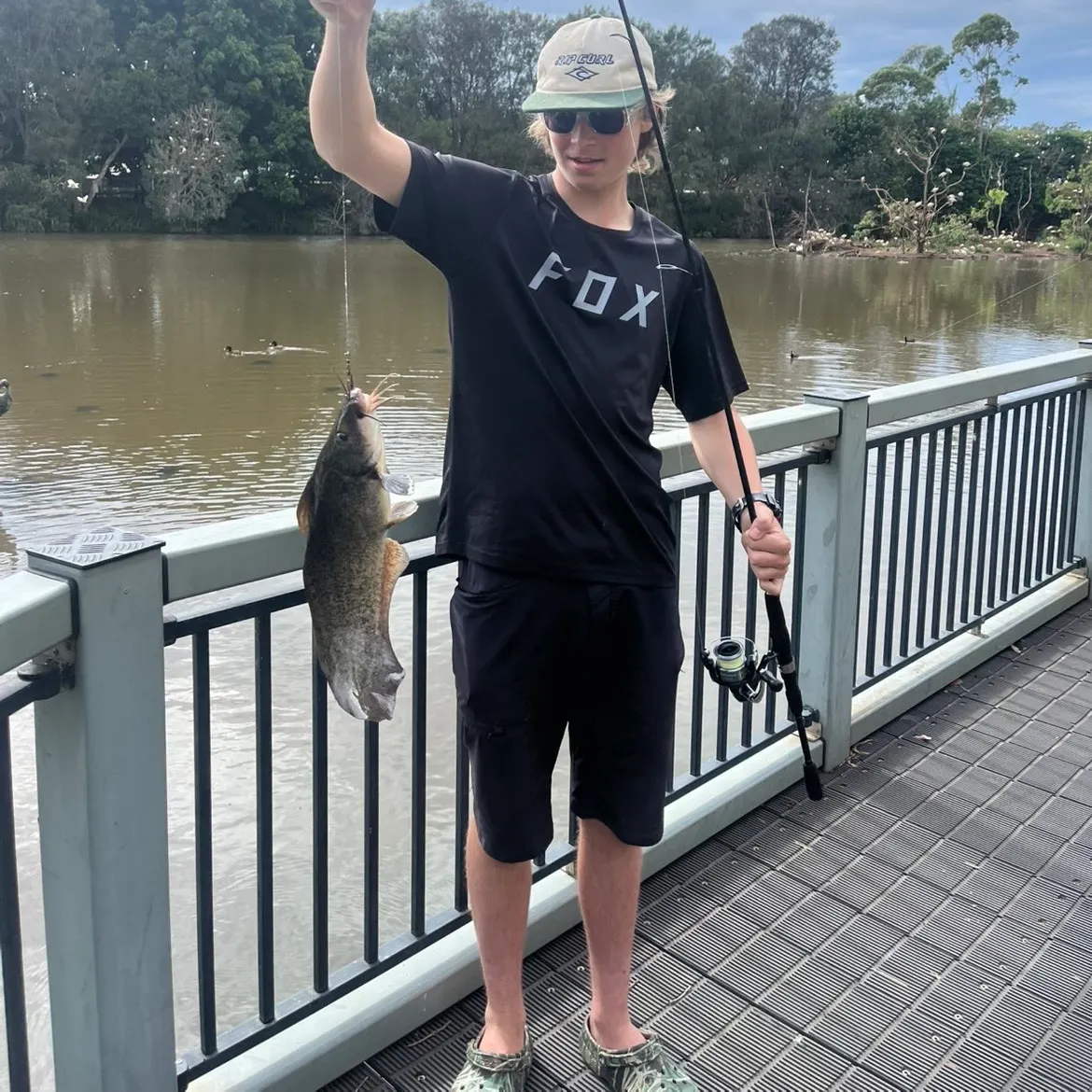 The most recent Dewfish catches on Fishbrain