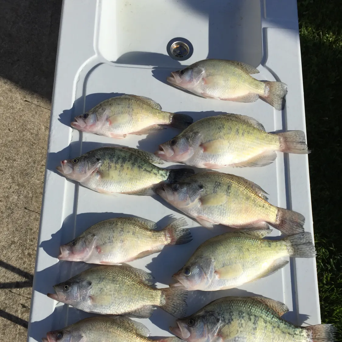 recently logged catches