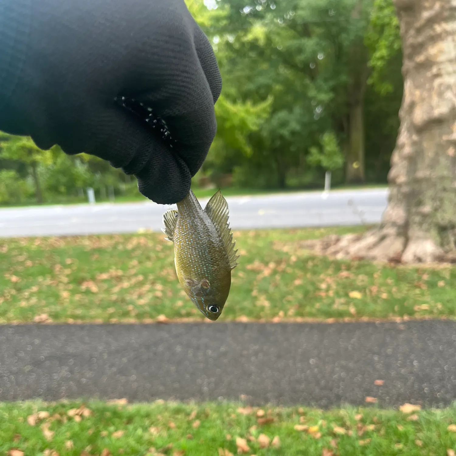Green sunfish caught on Fishbrain