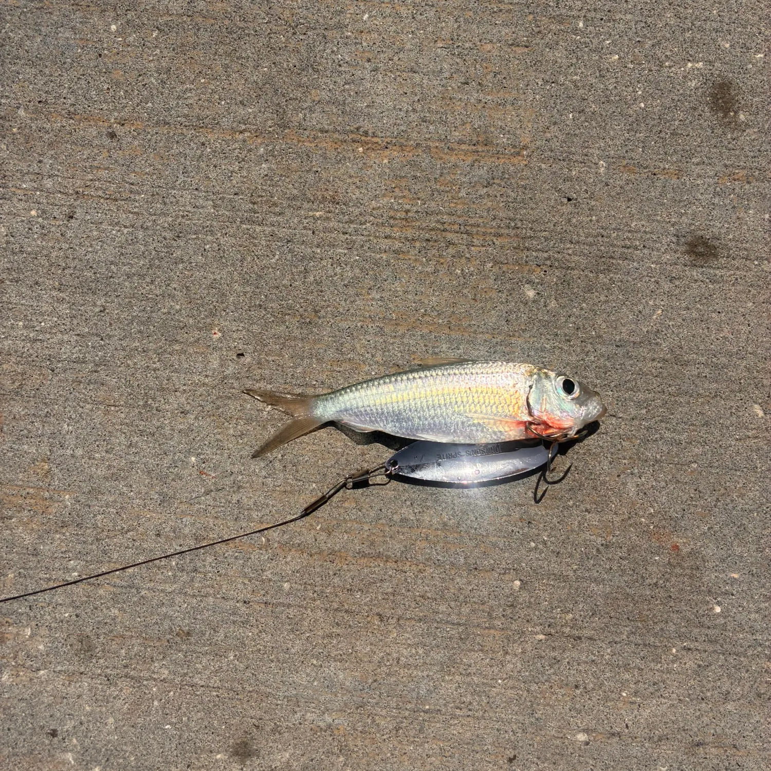 The most recent Scaled herring catches on Fishbrain