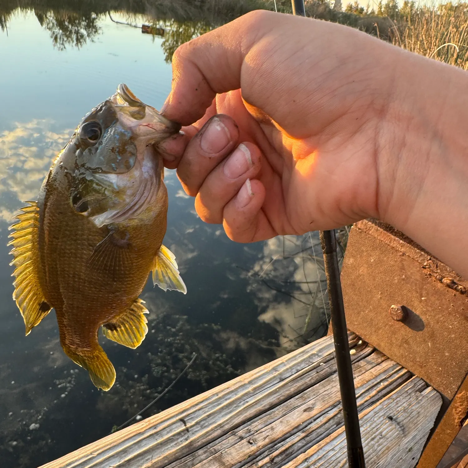 Green sunfish caught on Fishbrain