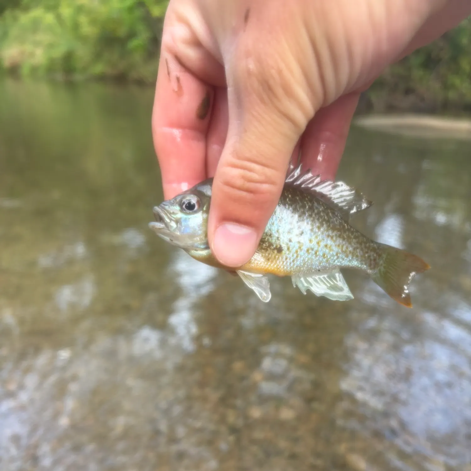 Redbreast sunfish caught on Fishbrain