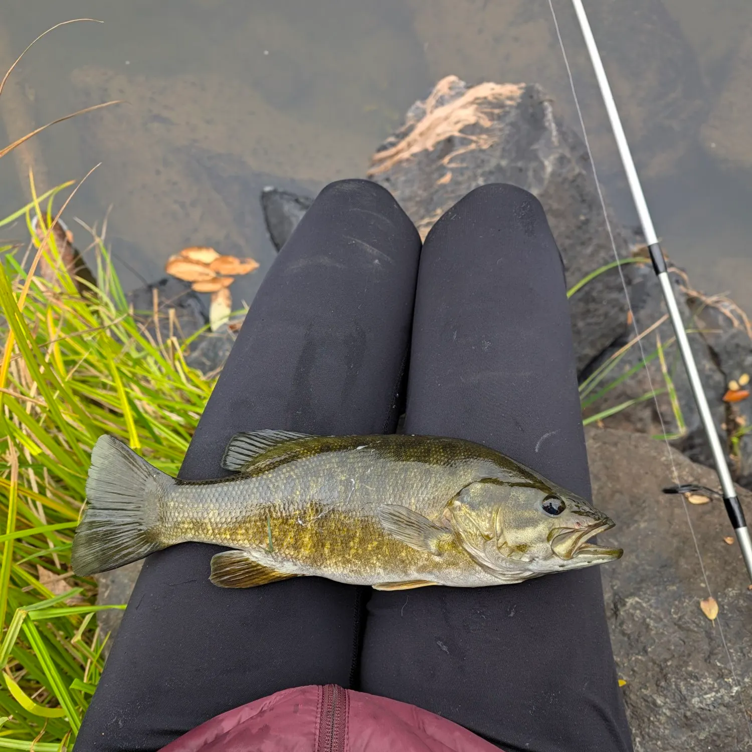 Smallmouth bass caught on Fishbrain
