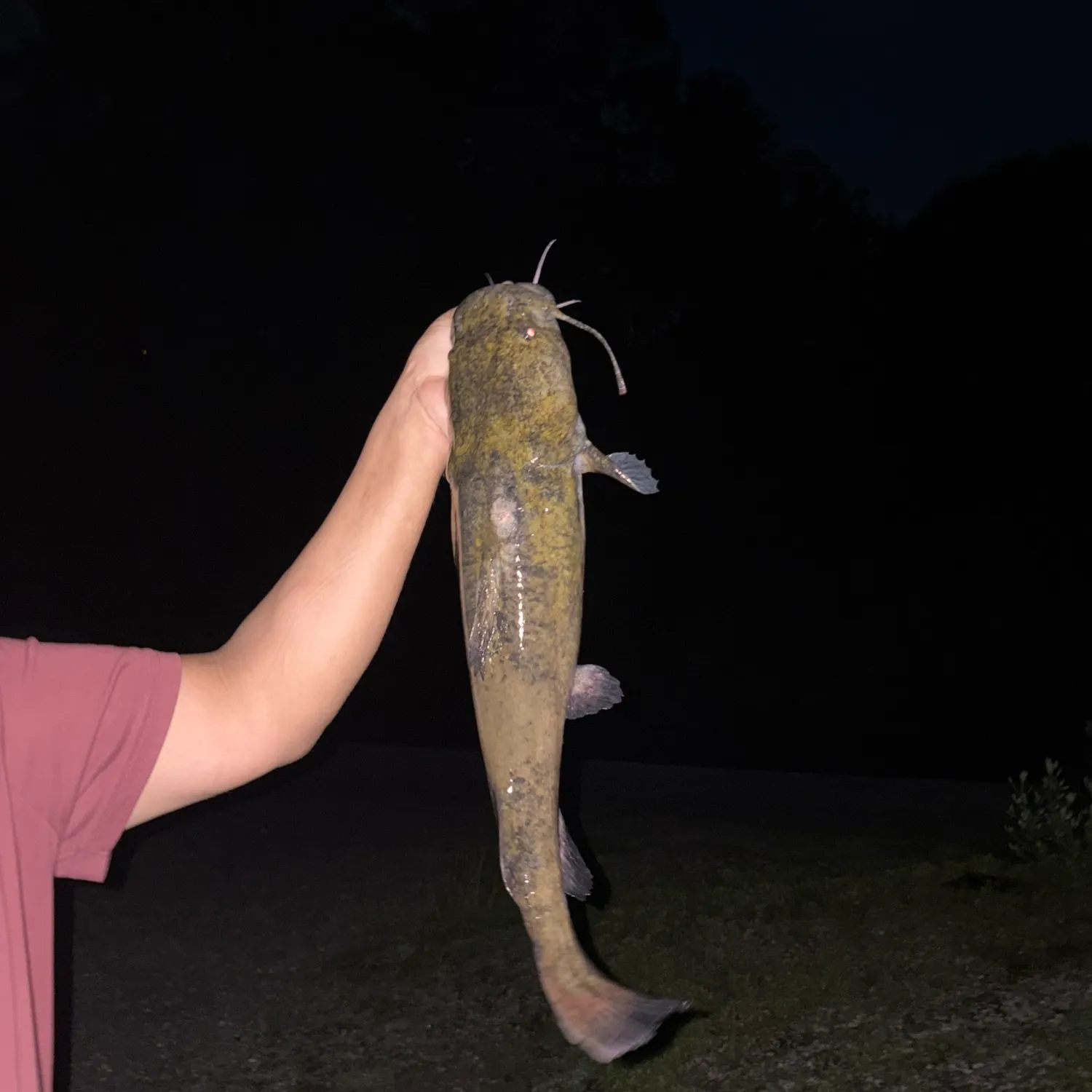 most liked catch image