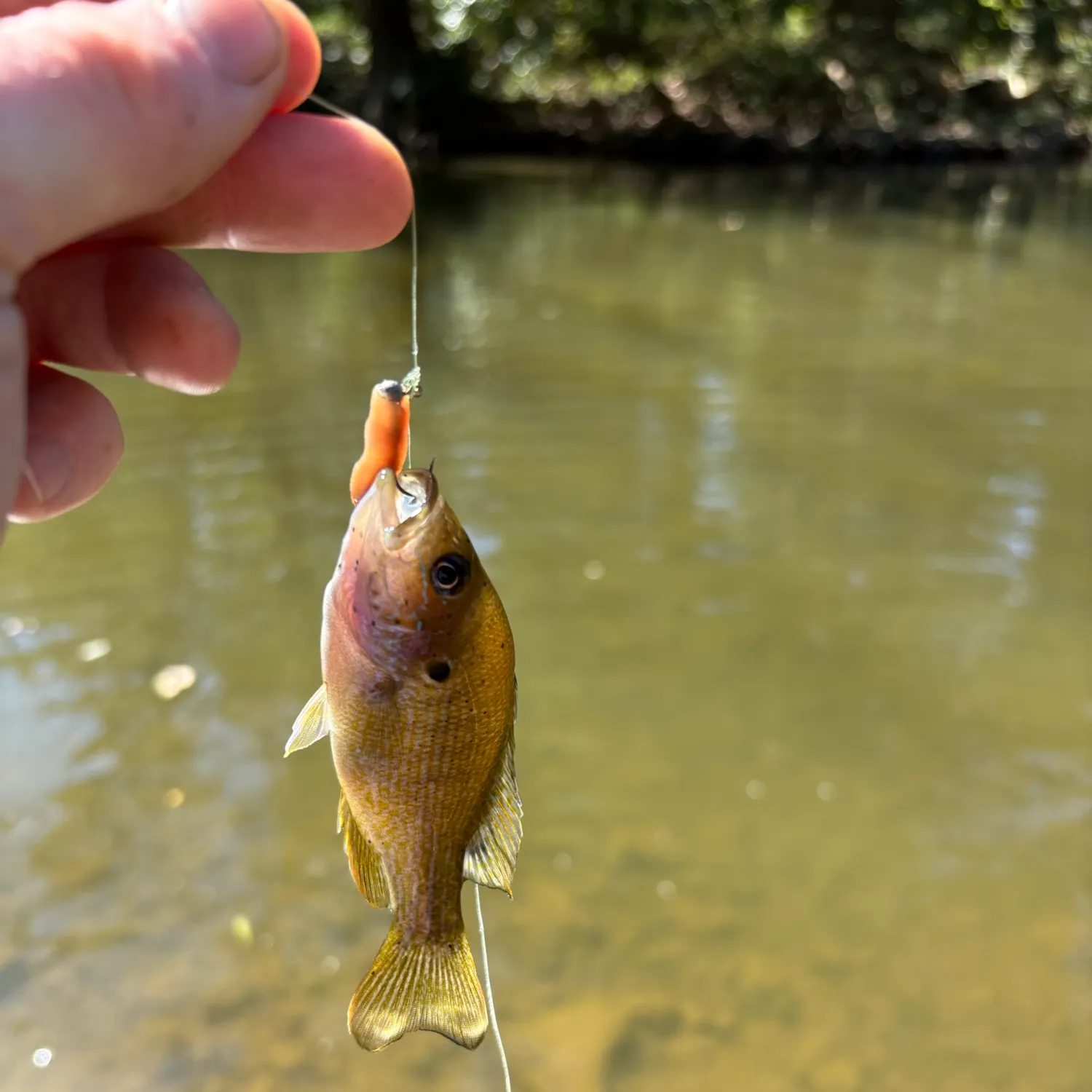 Green sunfish caught on Fishbrain