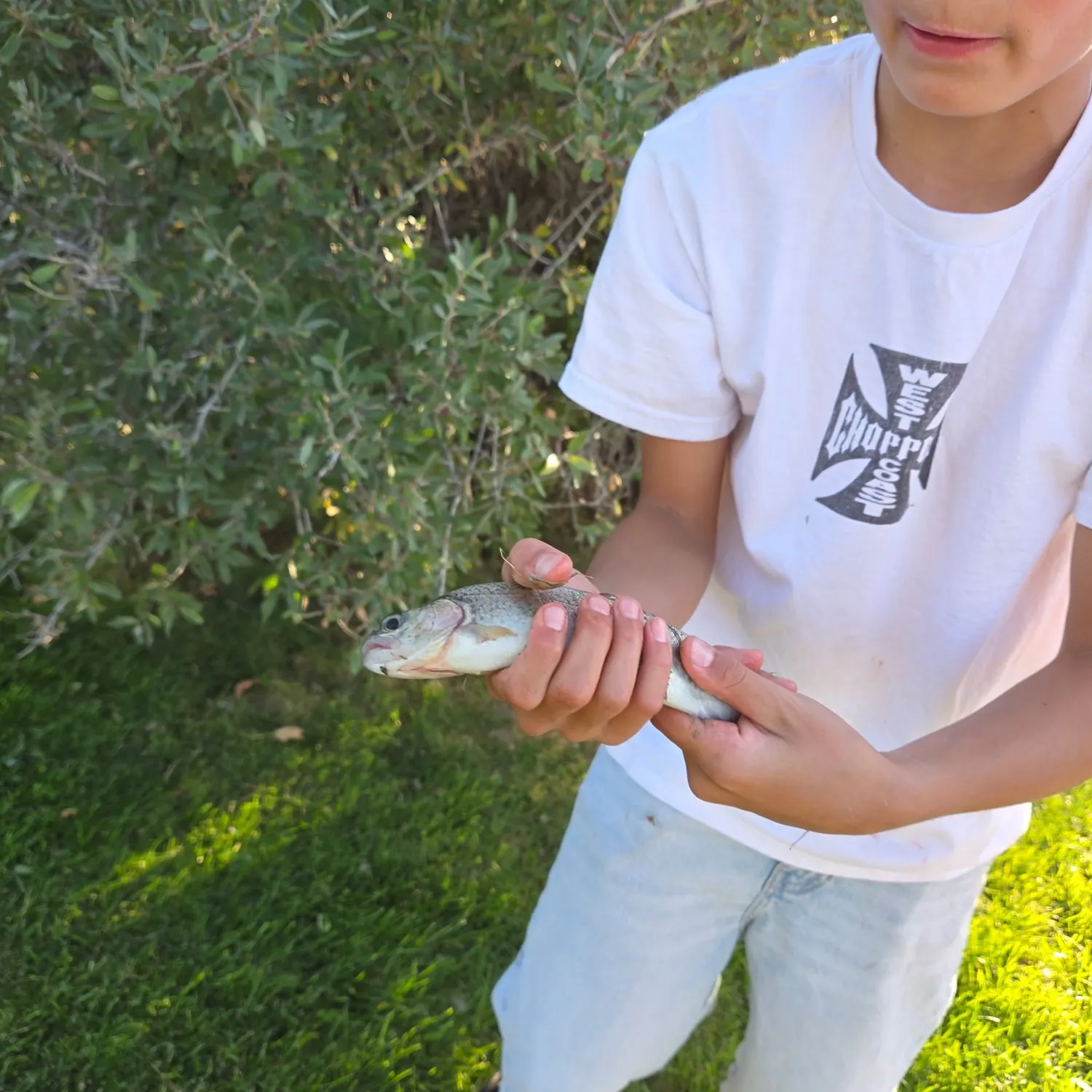 Rainbow trout caught on Fishbrain