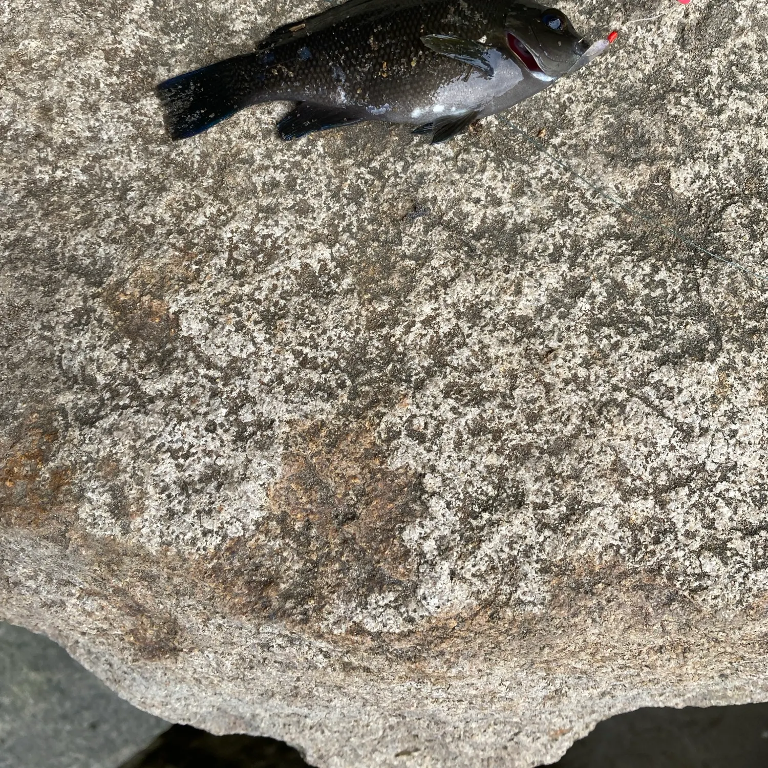 Opaleye caught on Fishbrain