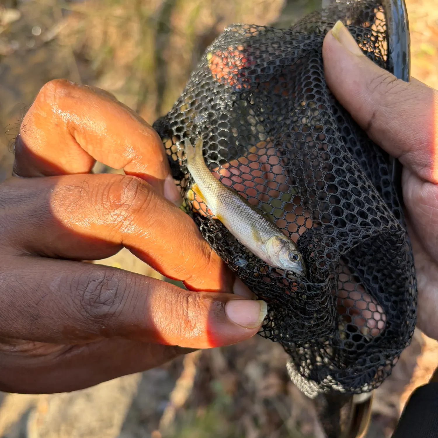 The most recent Golden shiner catches on Fishbrain