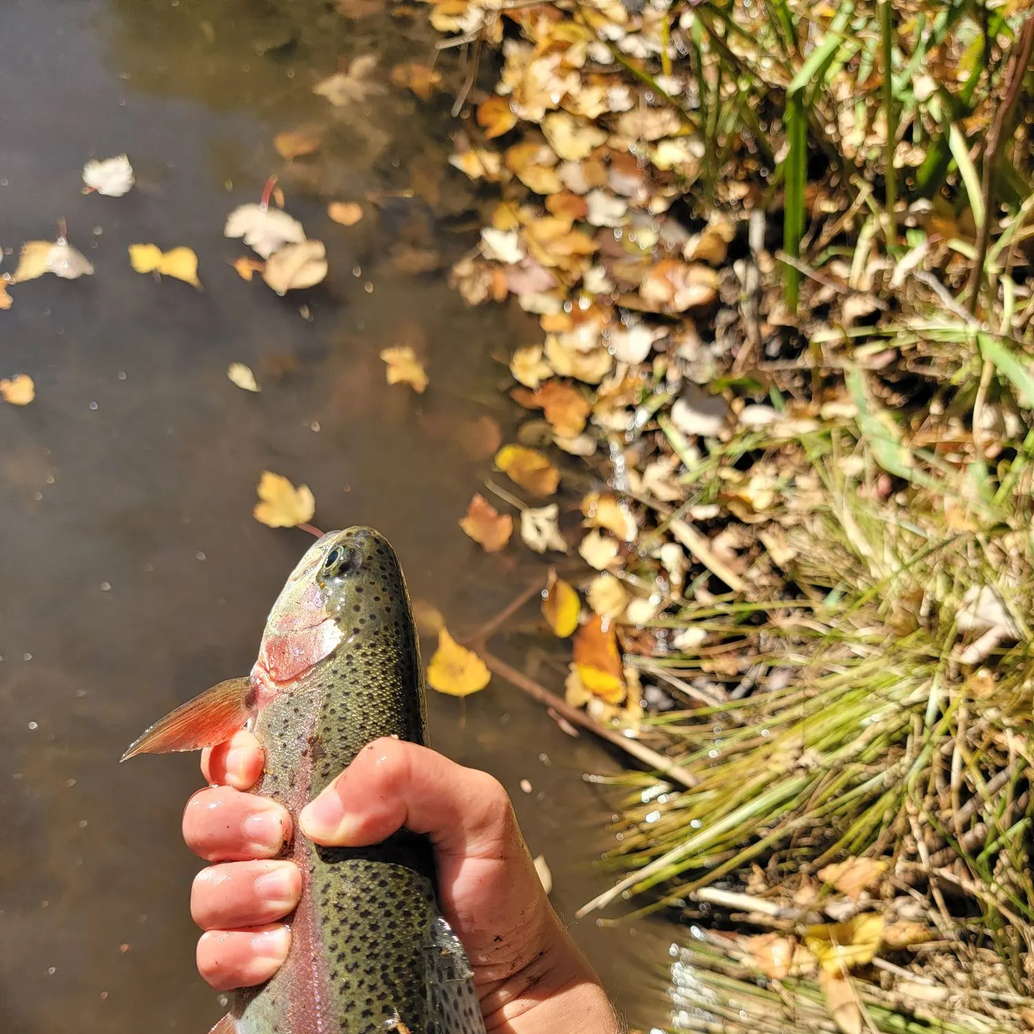 Rainbow trout caught on Fishbrain