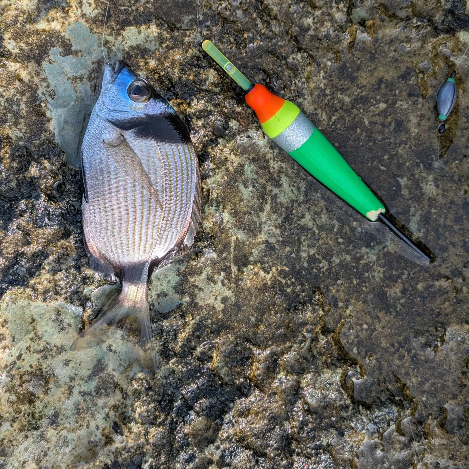 The most recent Common two-banded seabream catches on Fishbrain