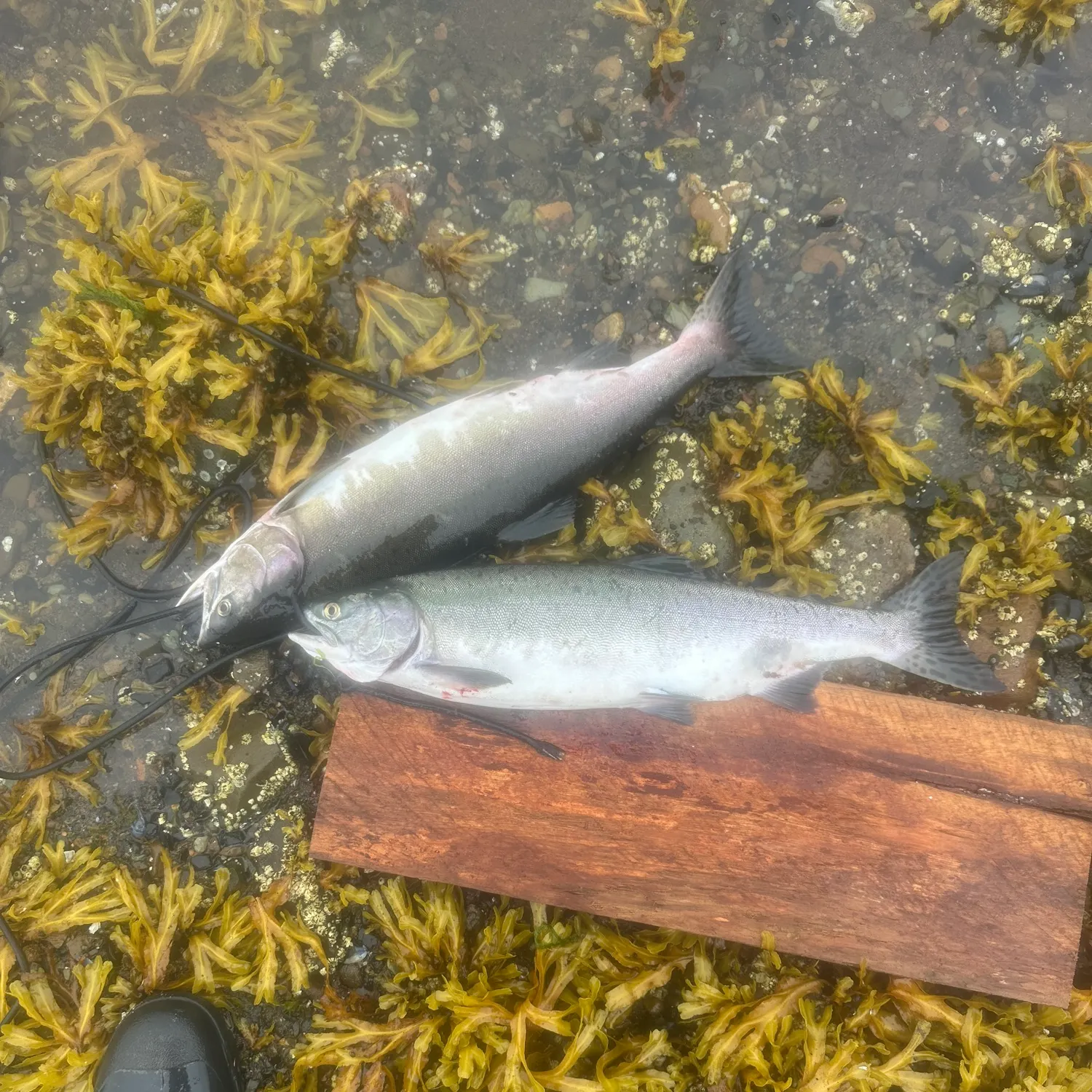 The most recent Pink salmon catches on Fishbrain
