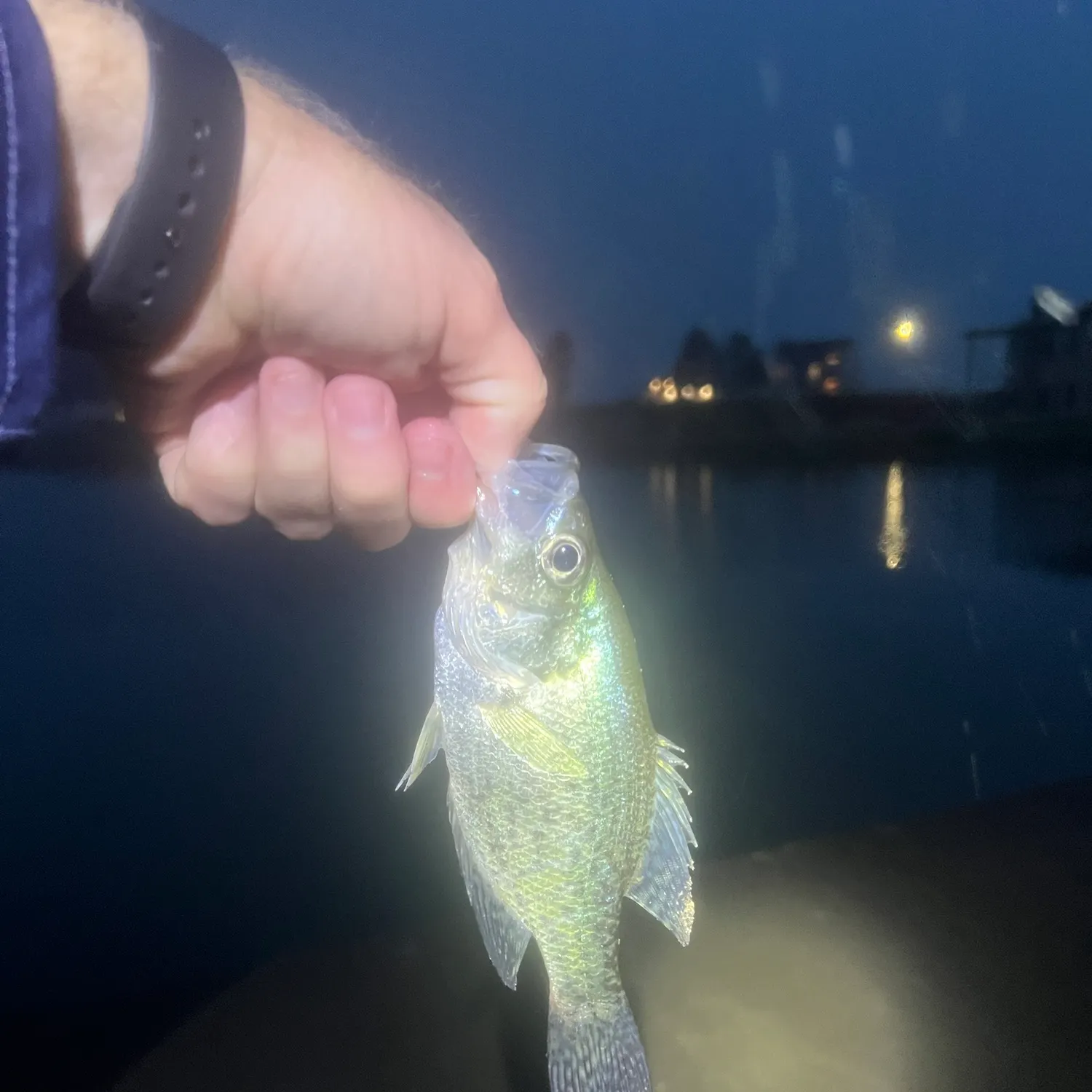 White crappie caught on Fishbrain