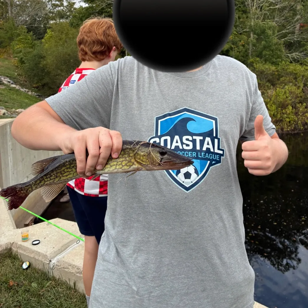 Chain pickerel caught on Fishbrain