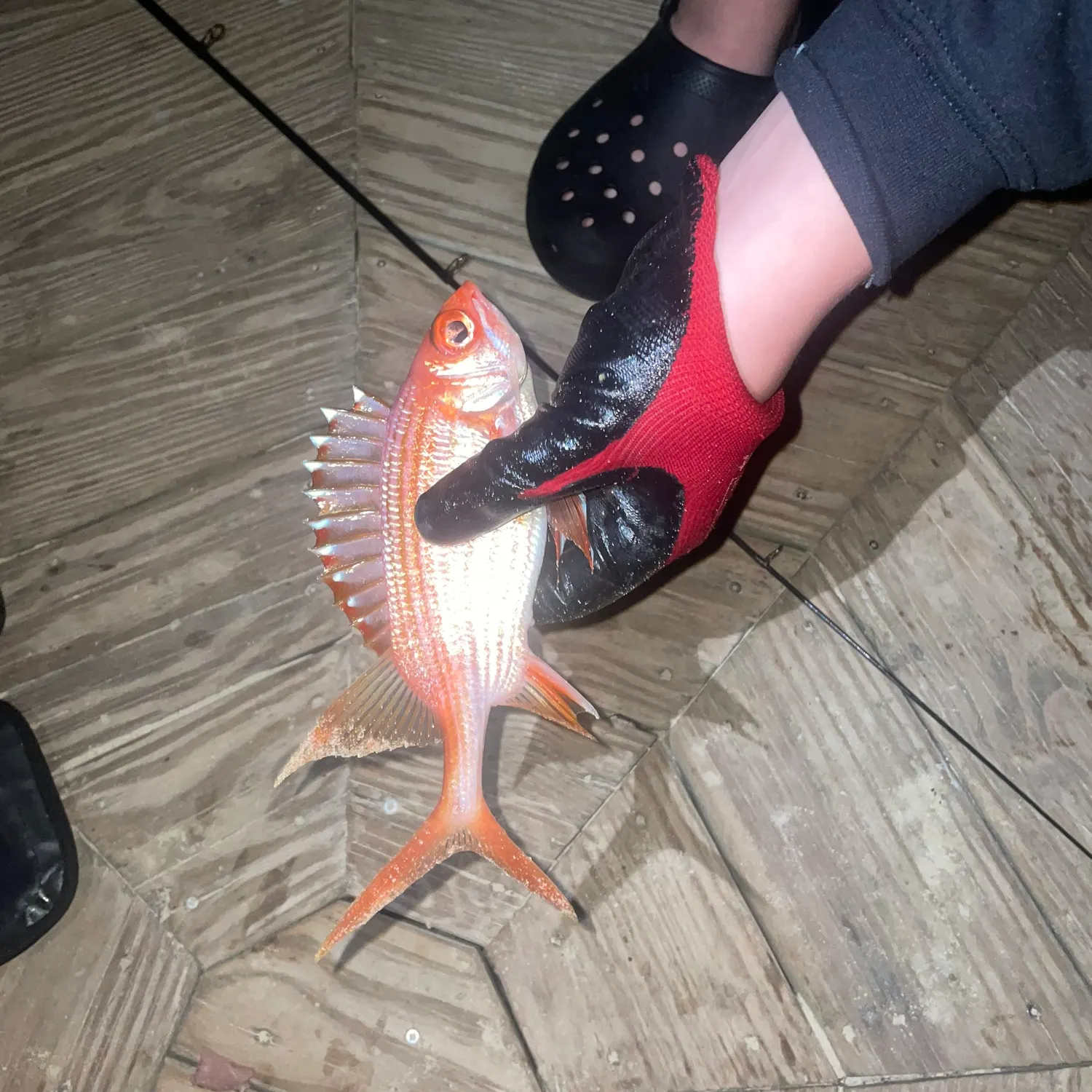 The most recent Common squirrelfish catches on Fishbrain