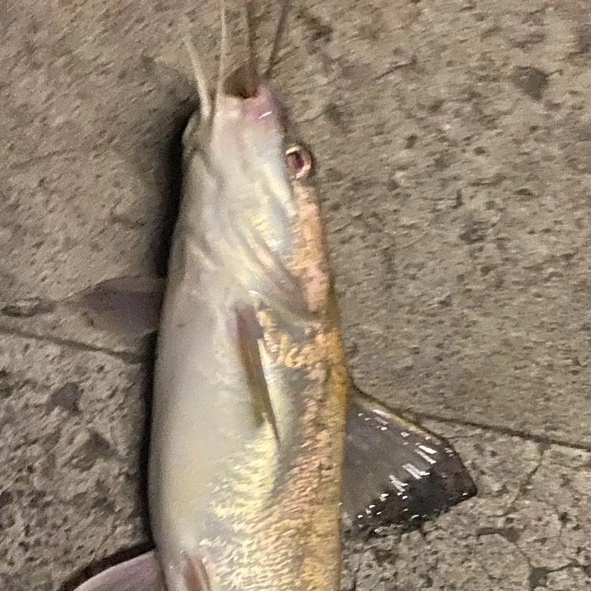 The most recent Blue salmon catfish catches on Fishbrain