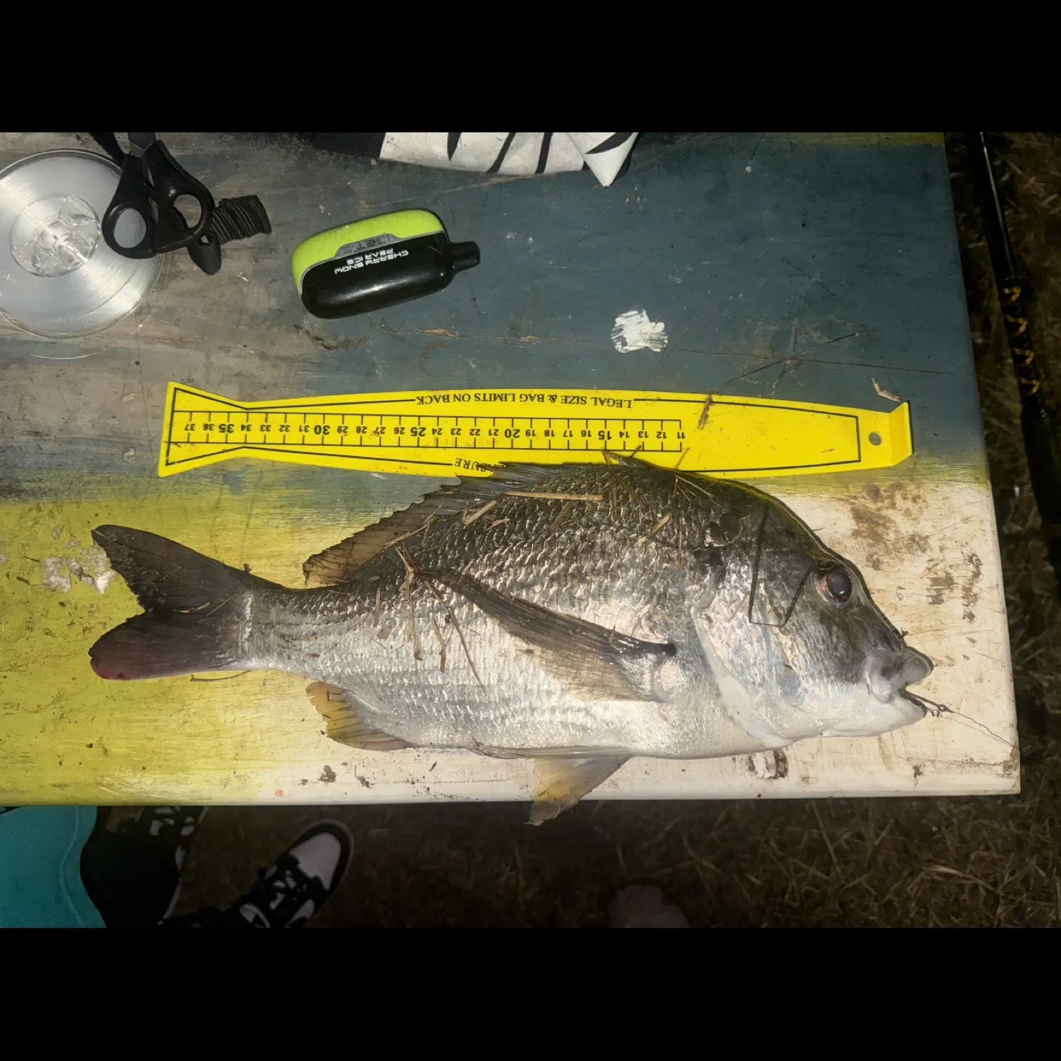 recently logged catches