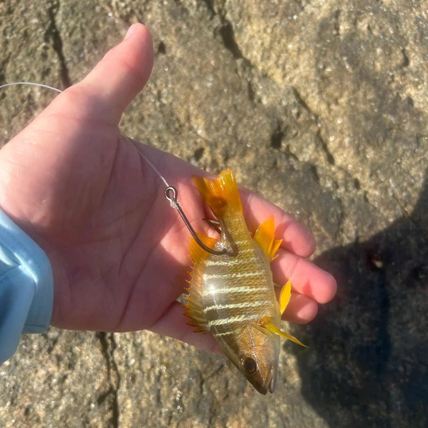 The most recent Schoolmaster snapper catches on Fishbrain