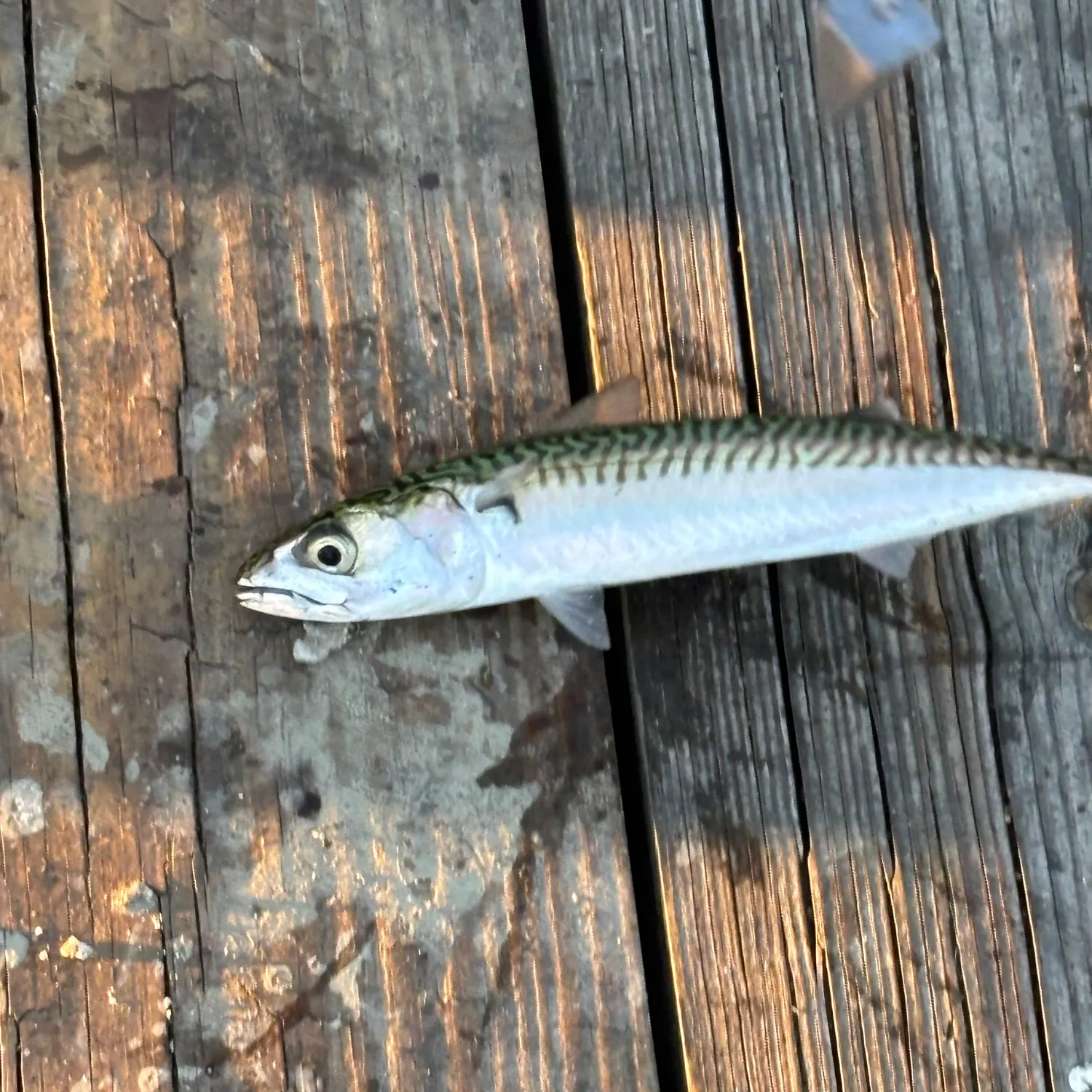 Atlantic mackerel caught on Fishbrain