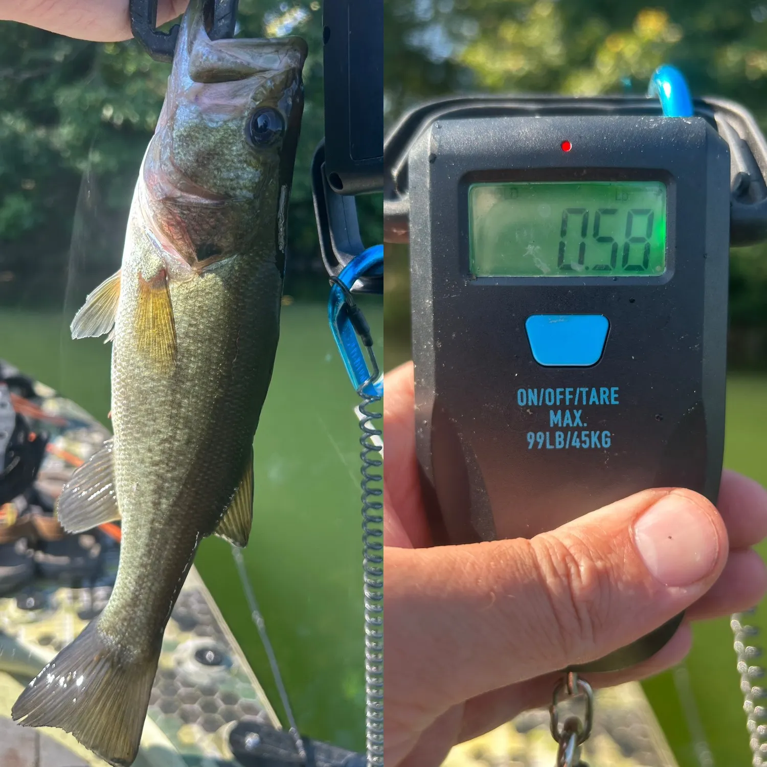 Largemouth bass caught on Fishbrain