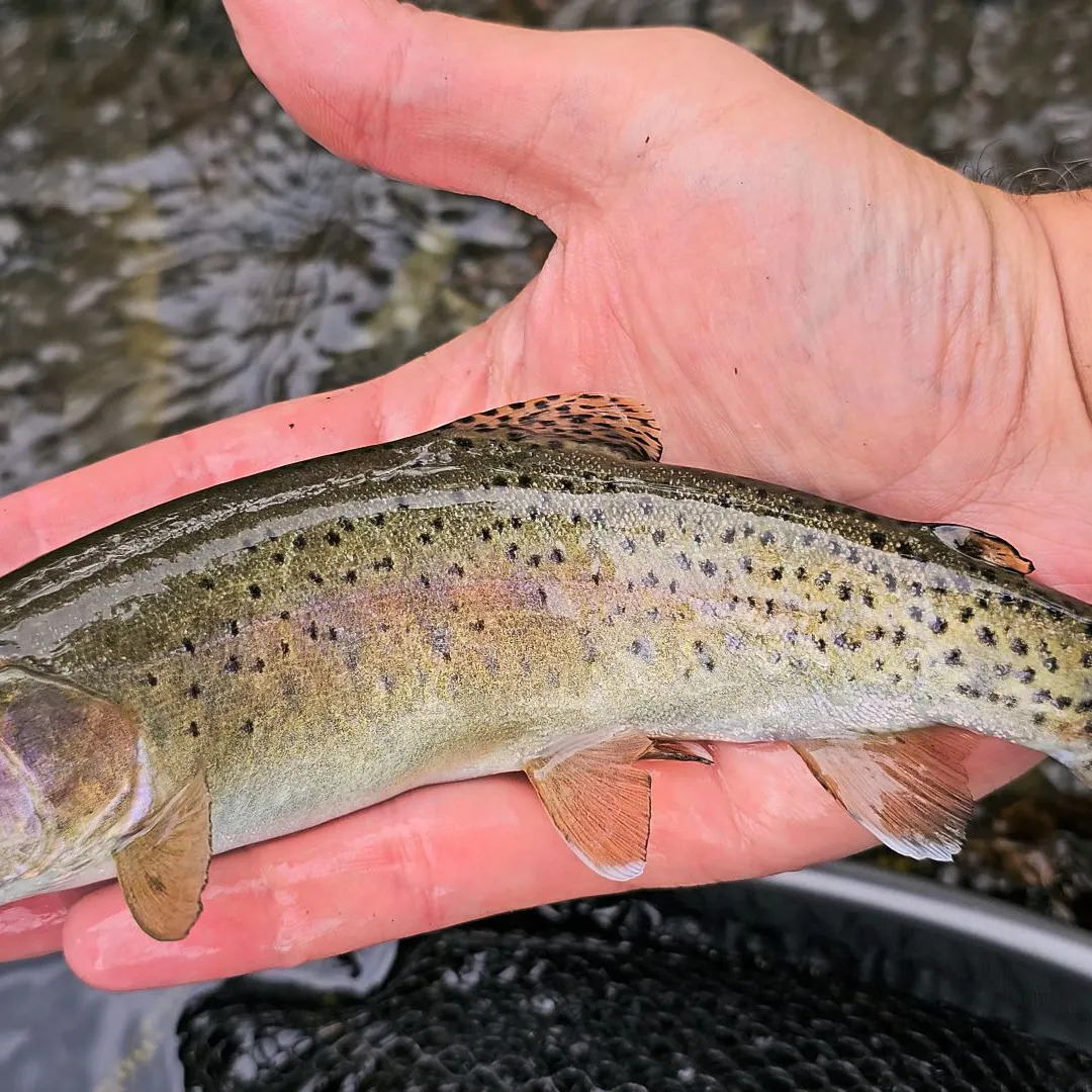 The most recent Columbia river redband trout catches on Fishbrain